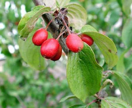frutti-corniolo