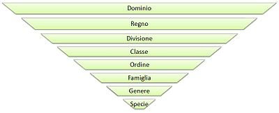 taxonomy