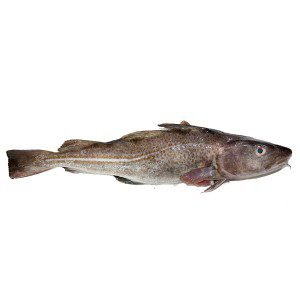 Merluzzo (Gadus morhua)